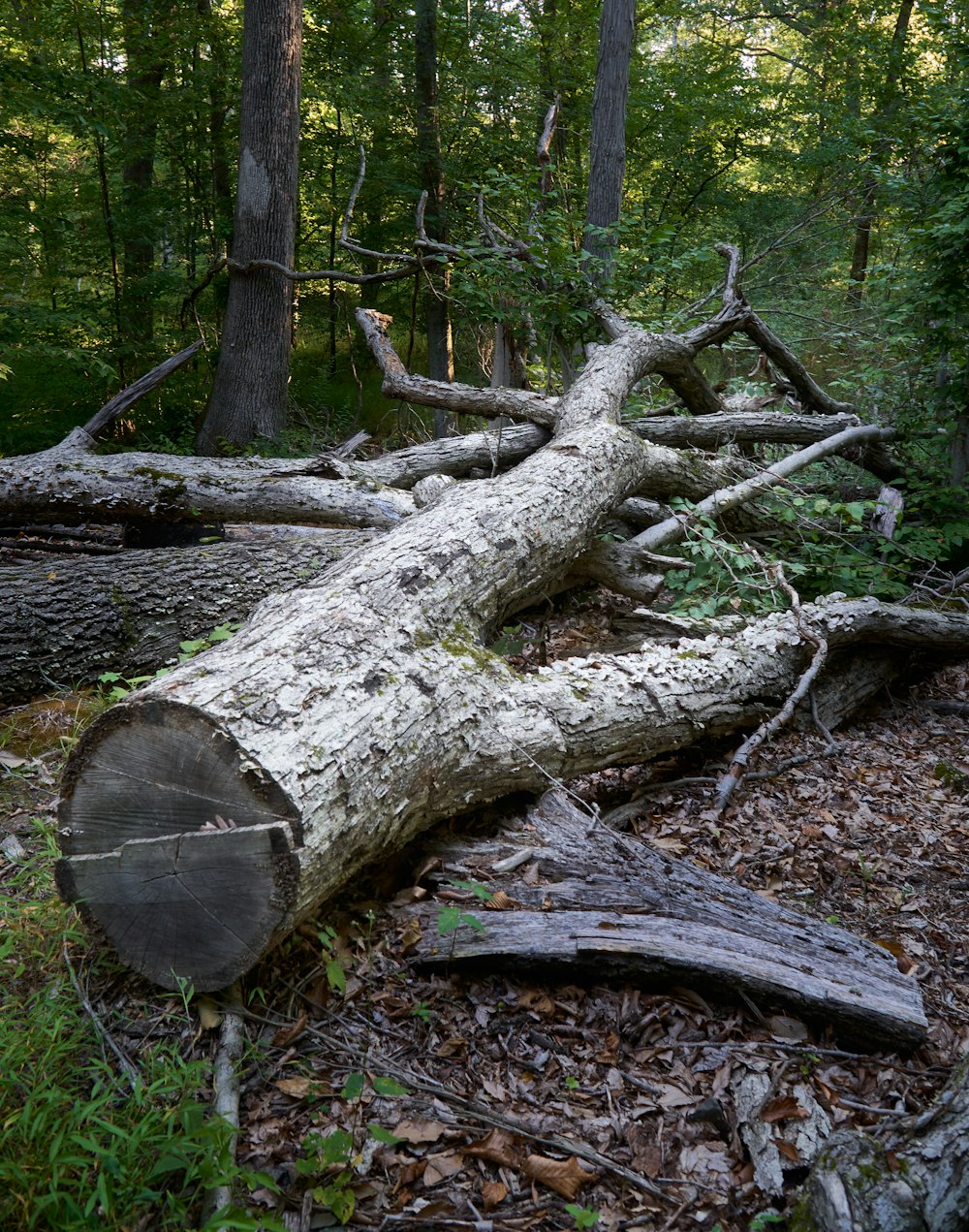 a pile of tree branches in a forest