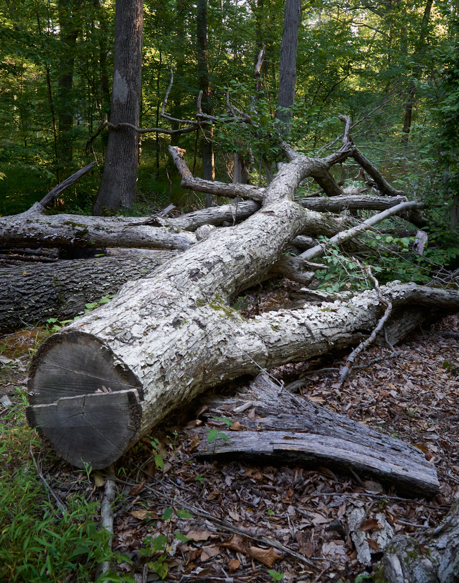 Pile of dead branches on a forest floor