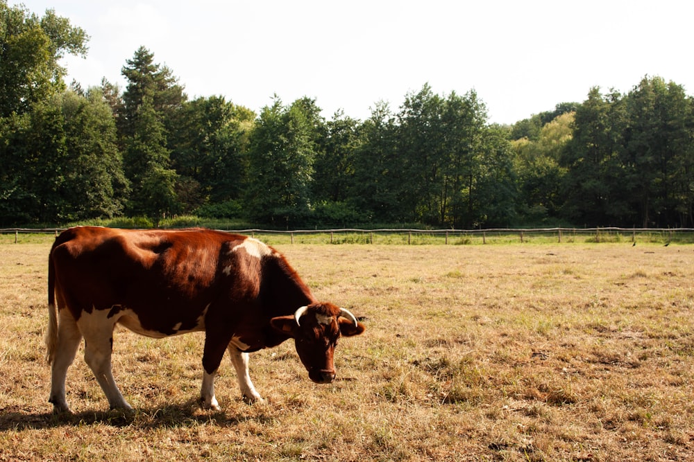 a couple of cows stand in a field