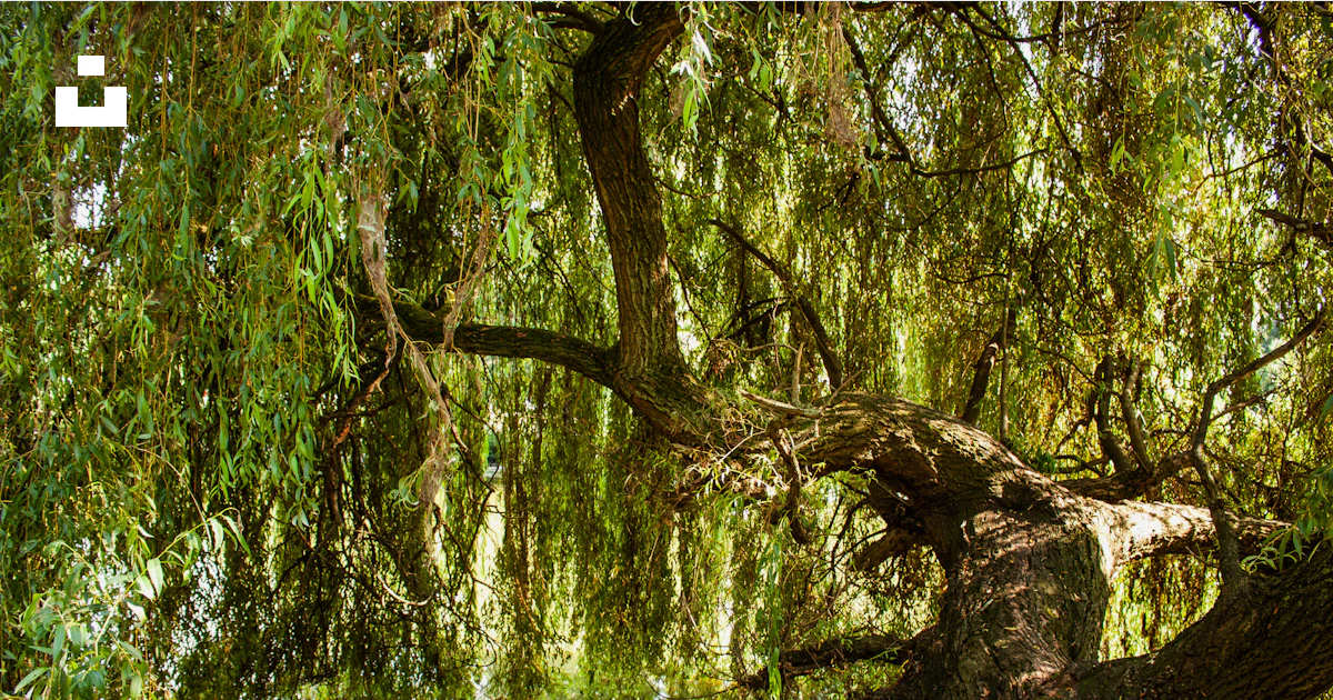 Foto Un árbol con muchas ramas y hojas – Imagen Bélgica gratis en Unsplash
