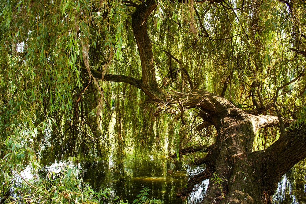 a tree with many branches and leaves