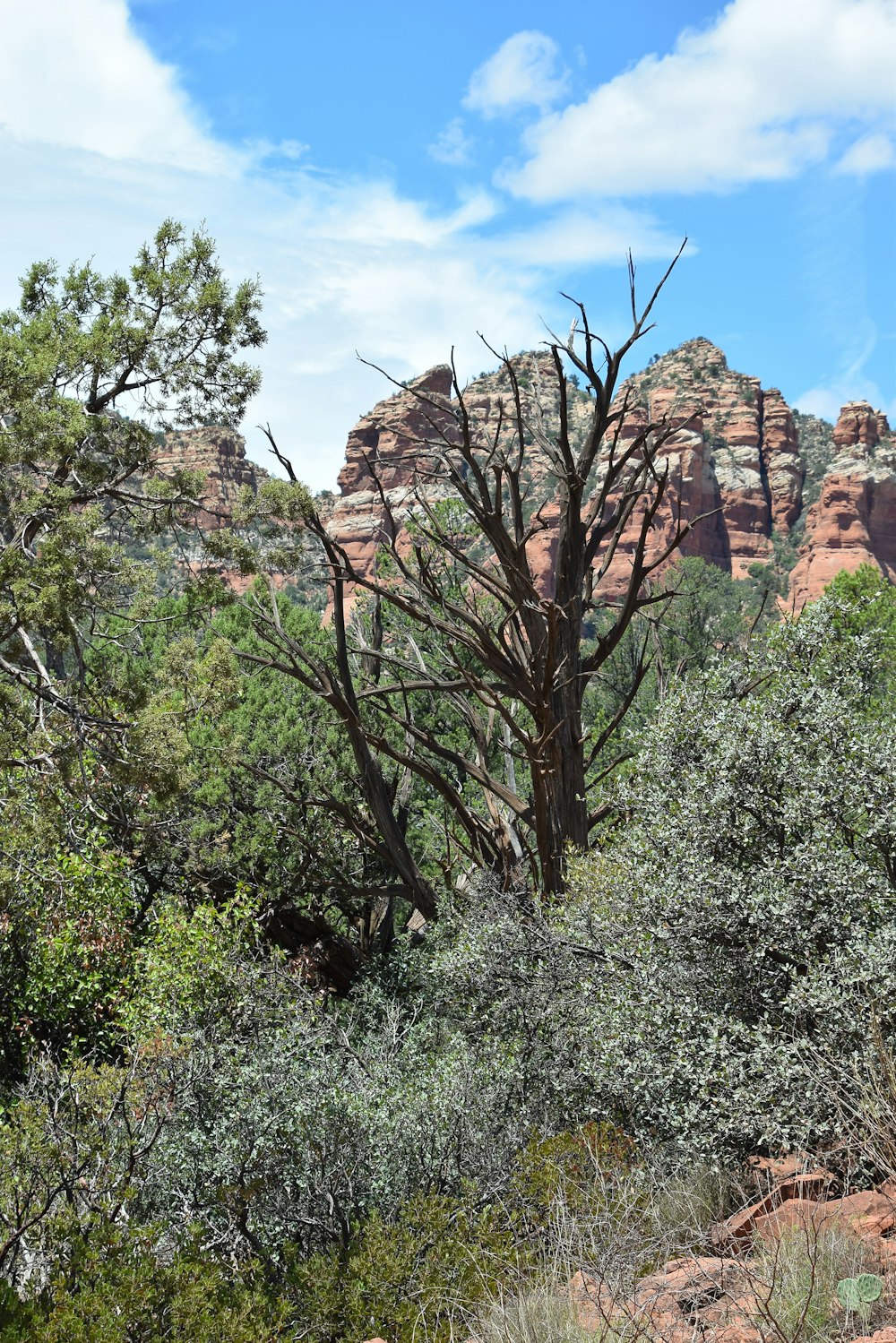 a tree with a rock formation in the background