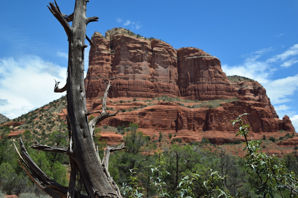 a tree in front of a rock formation