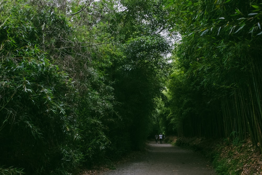 a path through a forest