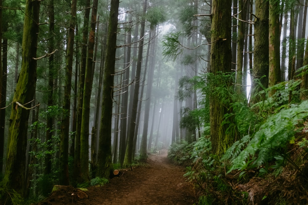 a path through a forest