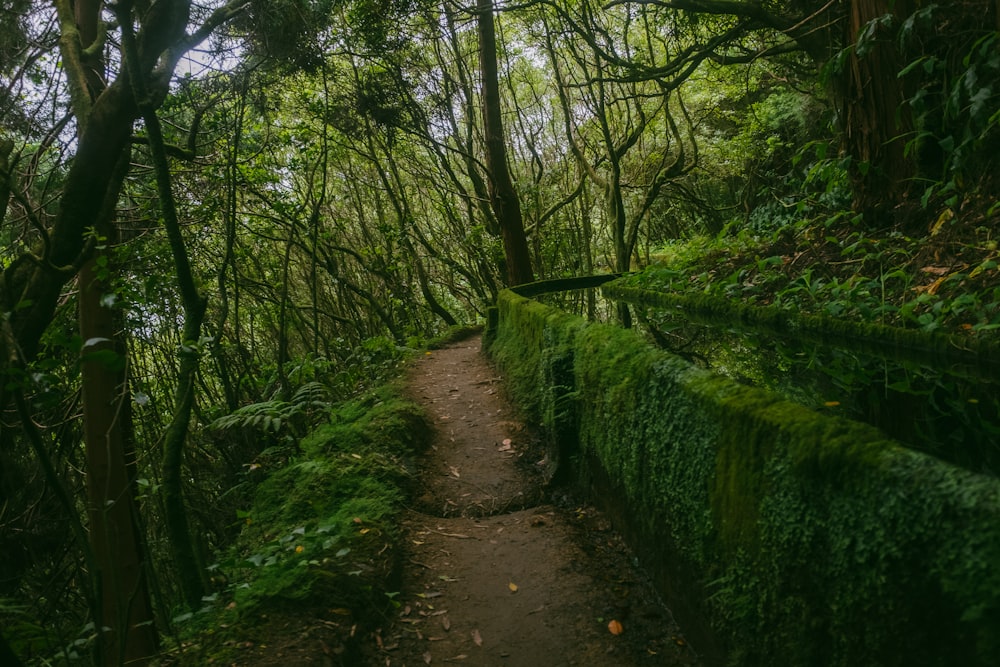 a path through a forest