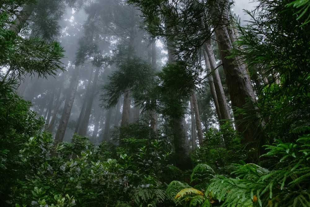 a forest with trees