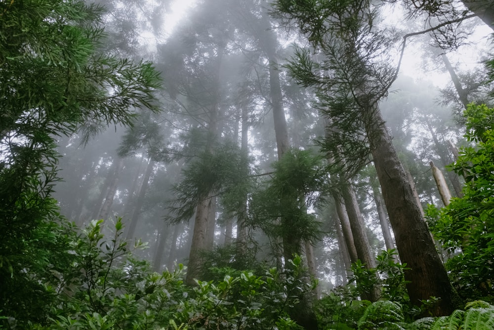 a forest with trees