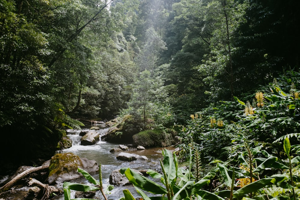 a river in a forest