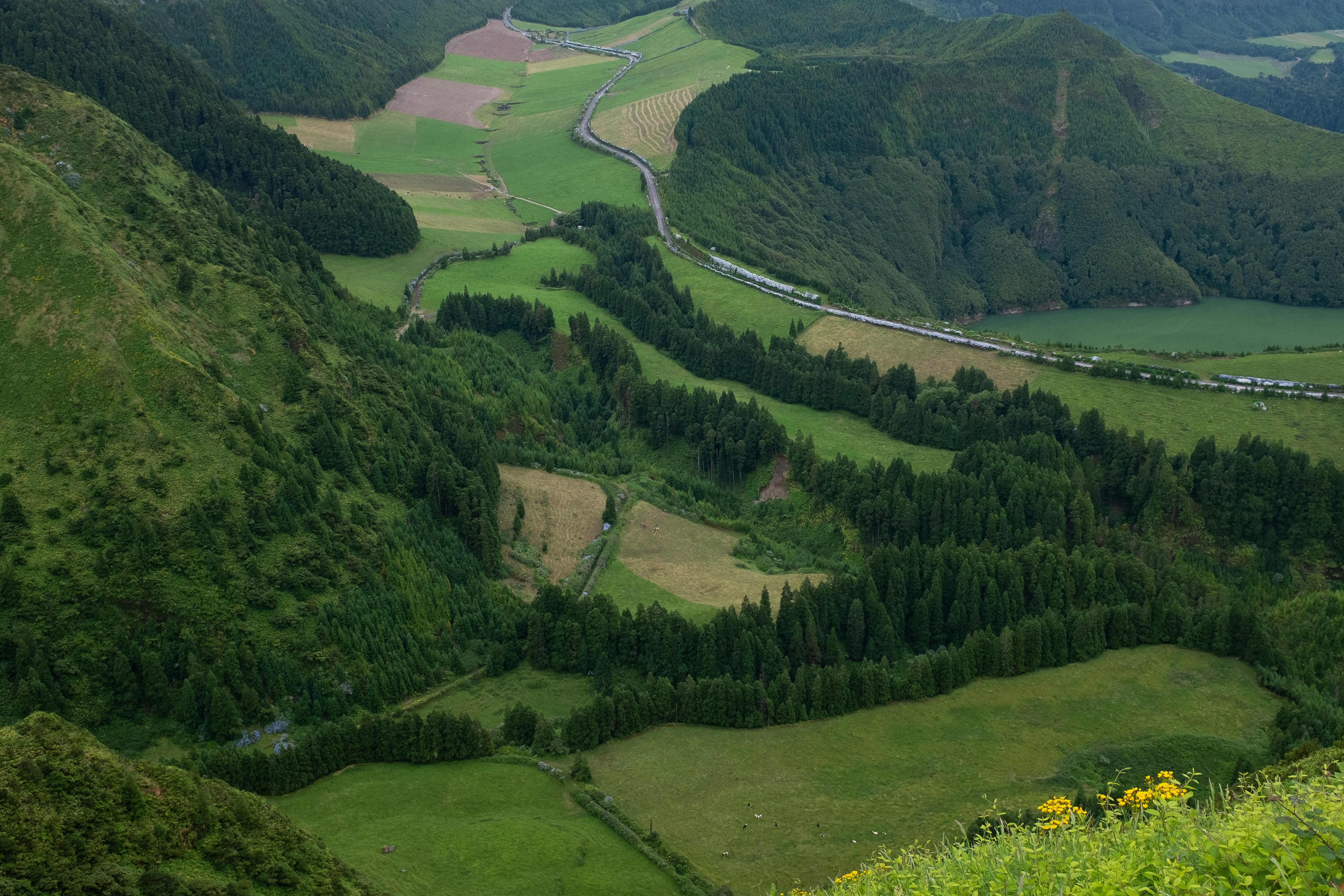 a landscape with trees and grass
