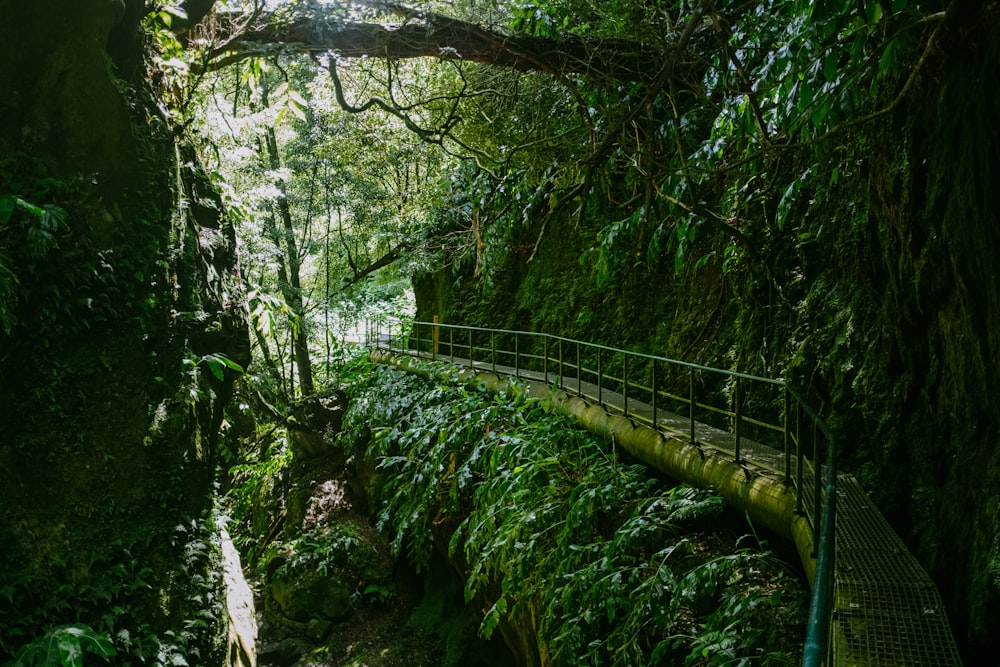 a bridge in the woods