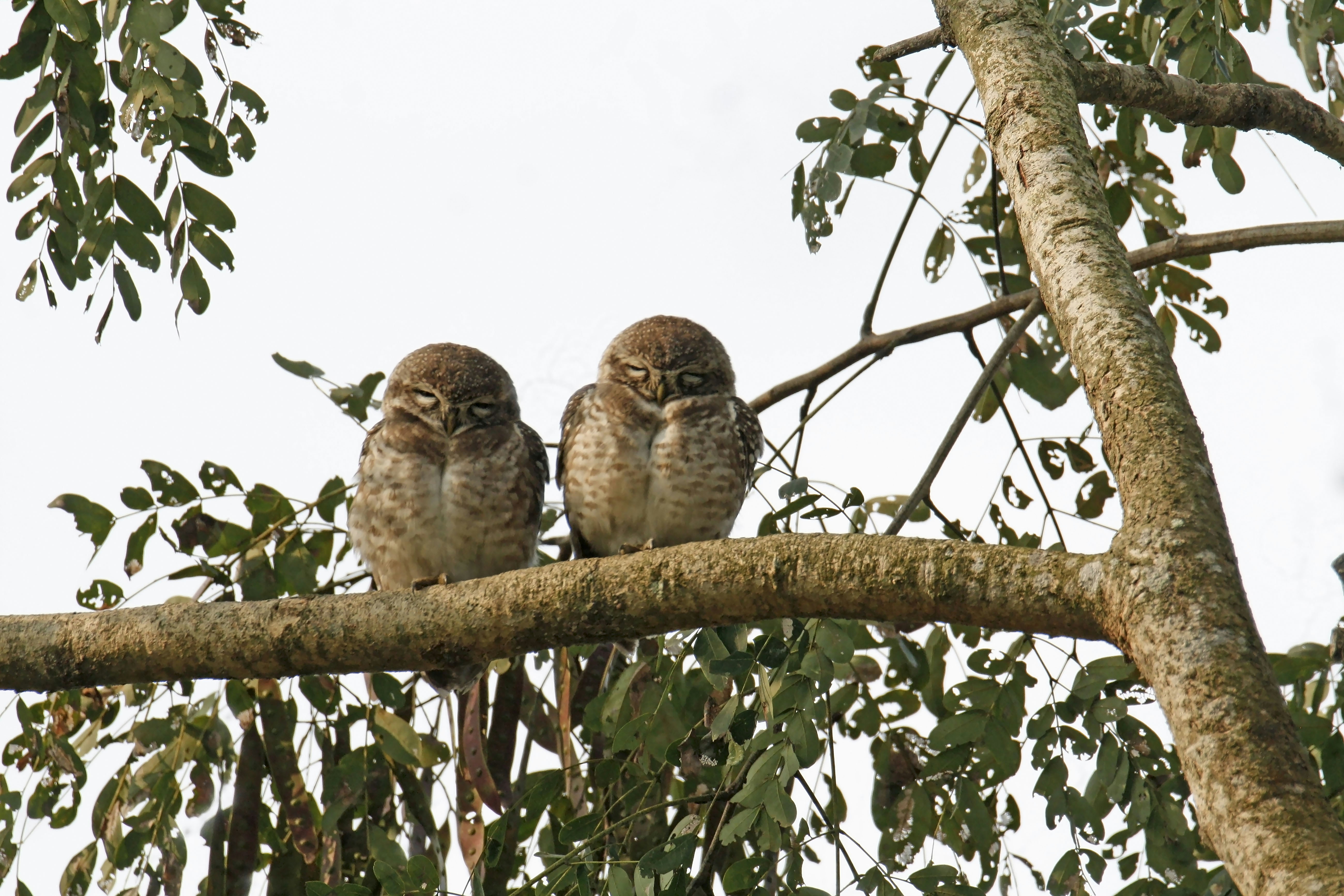 two owls sitting on a tree branch