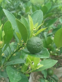 Close-up of ripe limes hanging on lush green trees ready for harvest.