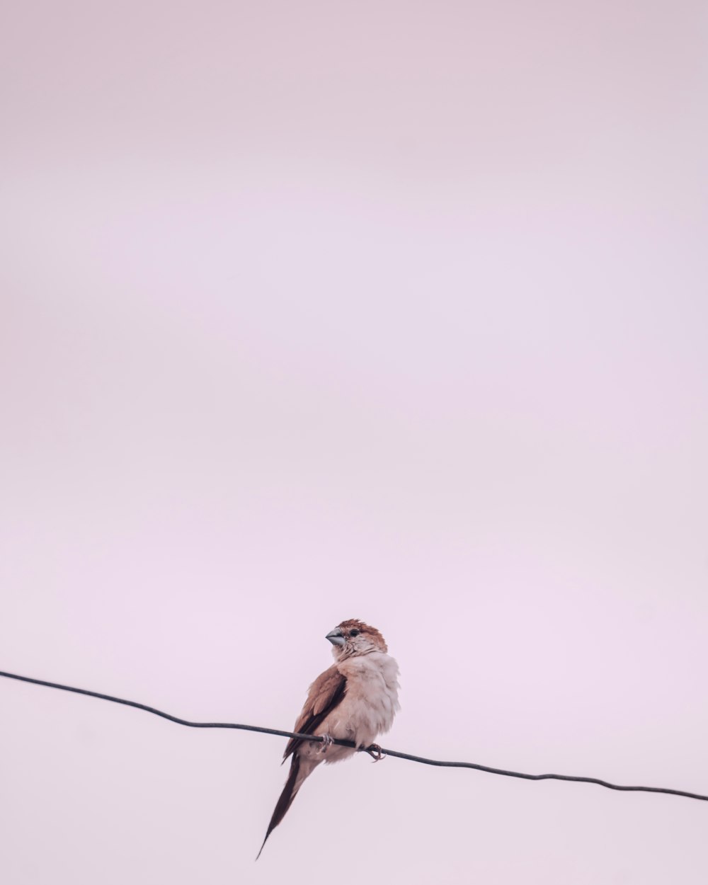 a bird sitting on a wire