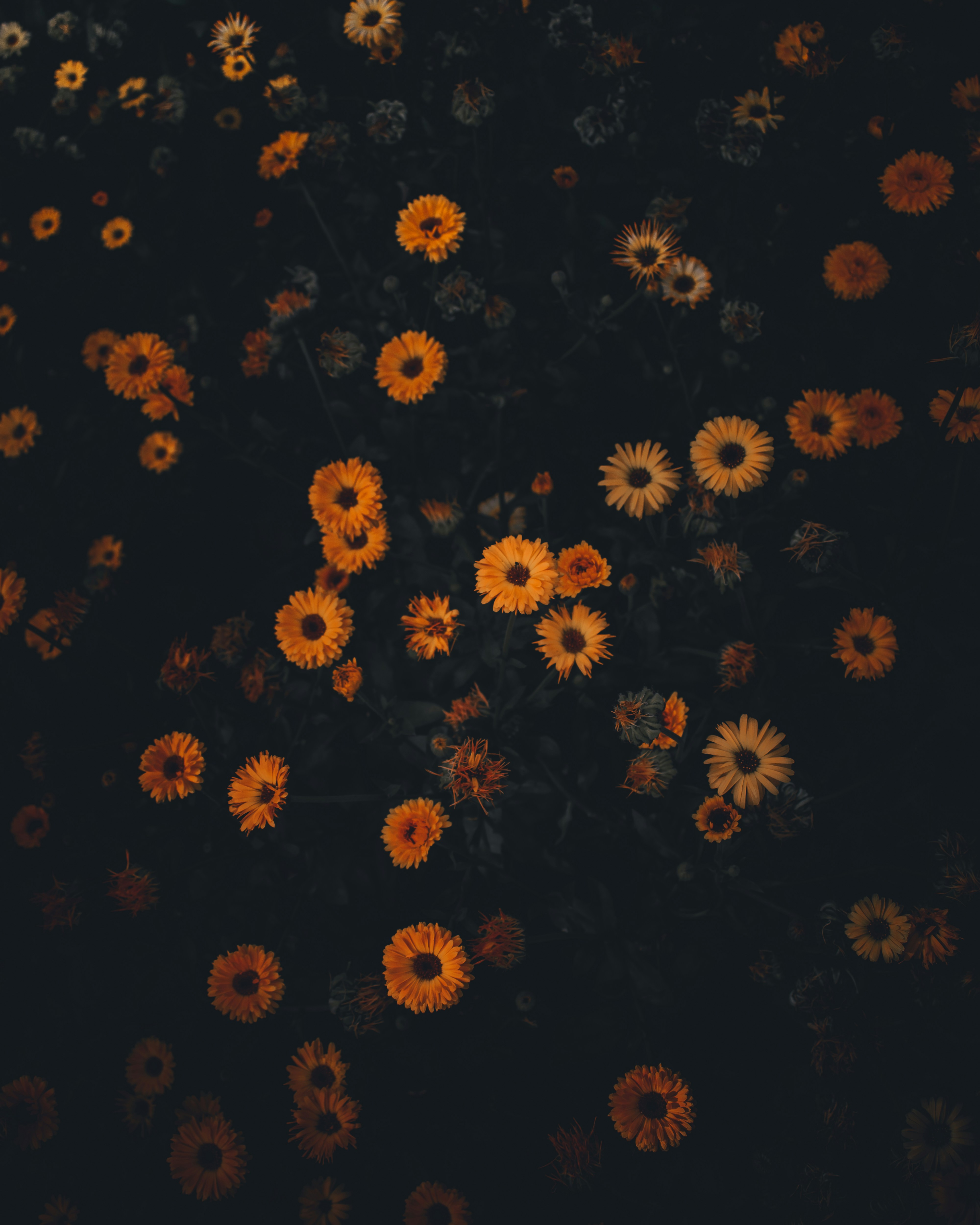 Photo by pramodtiwari