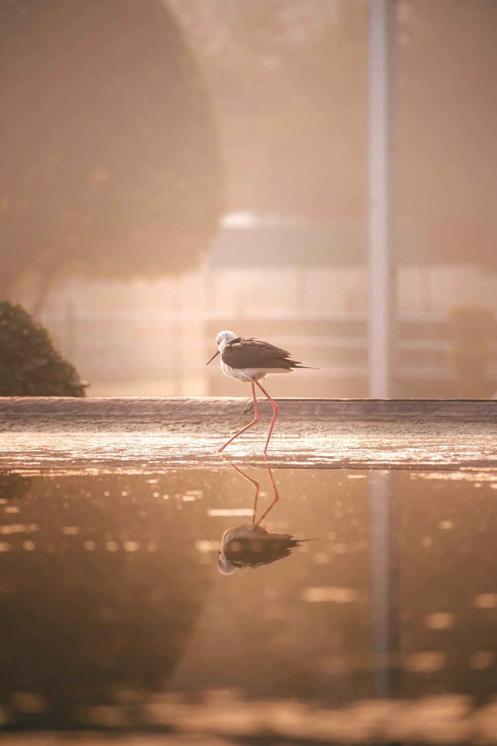 a bird standing on a rock in the water