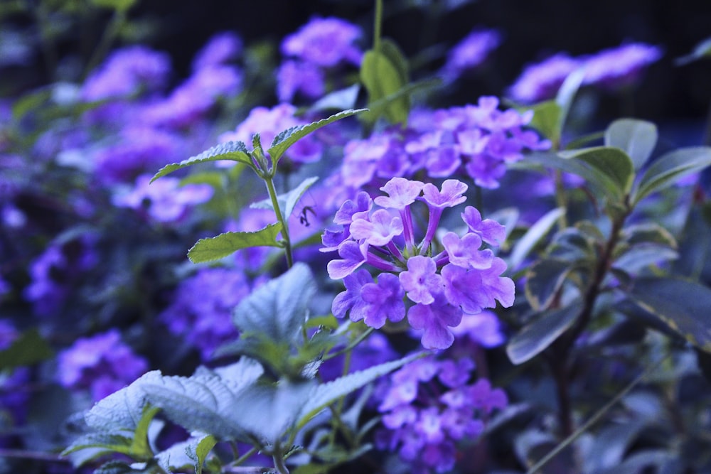 a close up of purple flowers