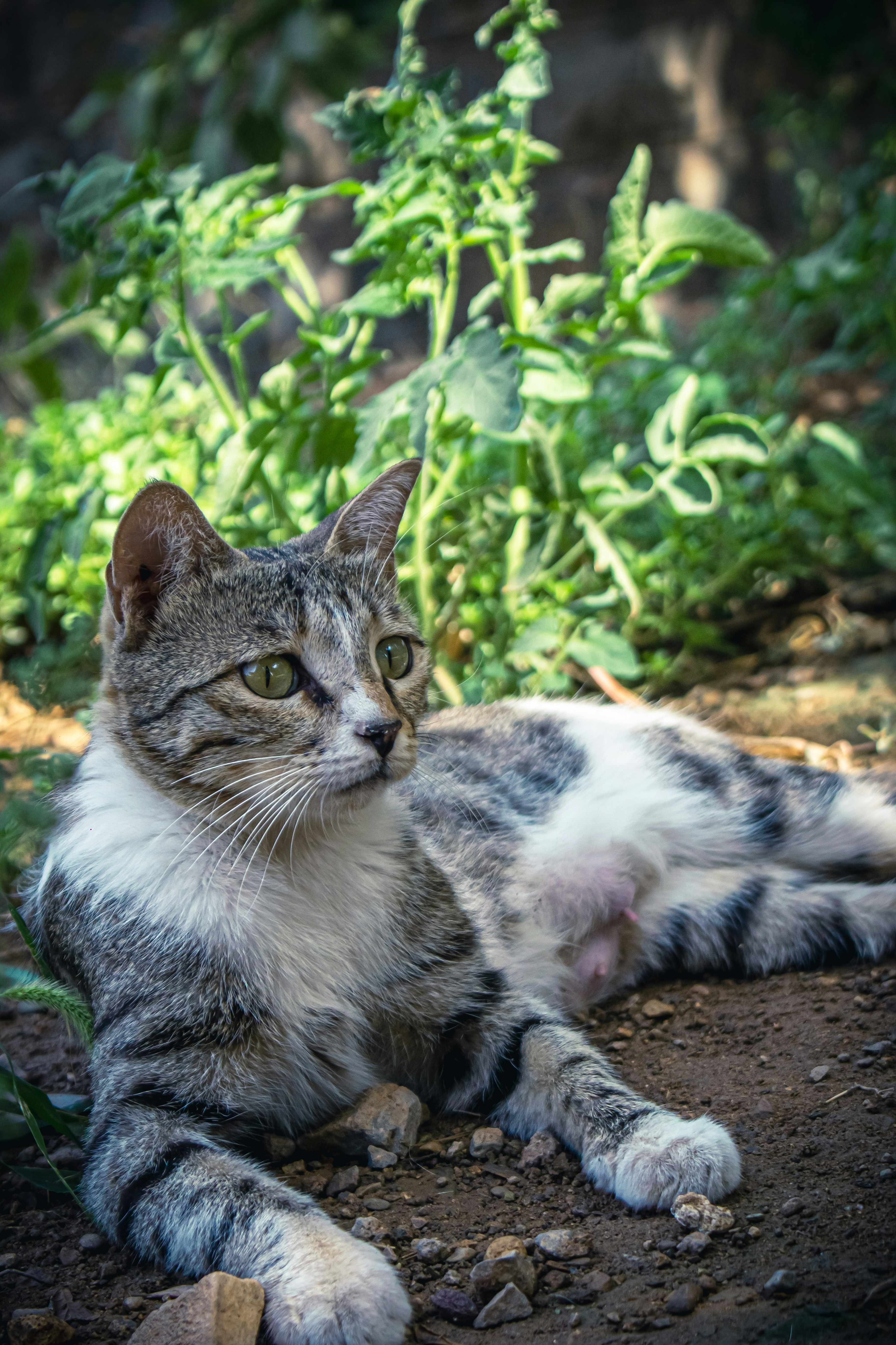 A cat lying on the ground photo – Free Saveh Image on Unsplash