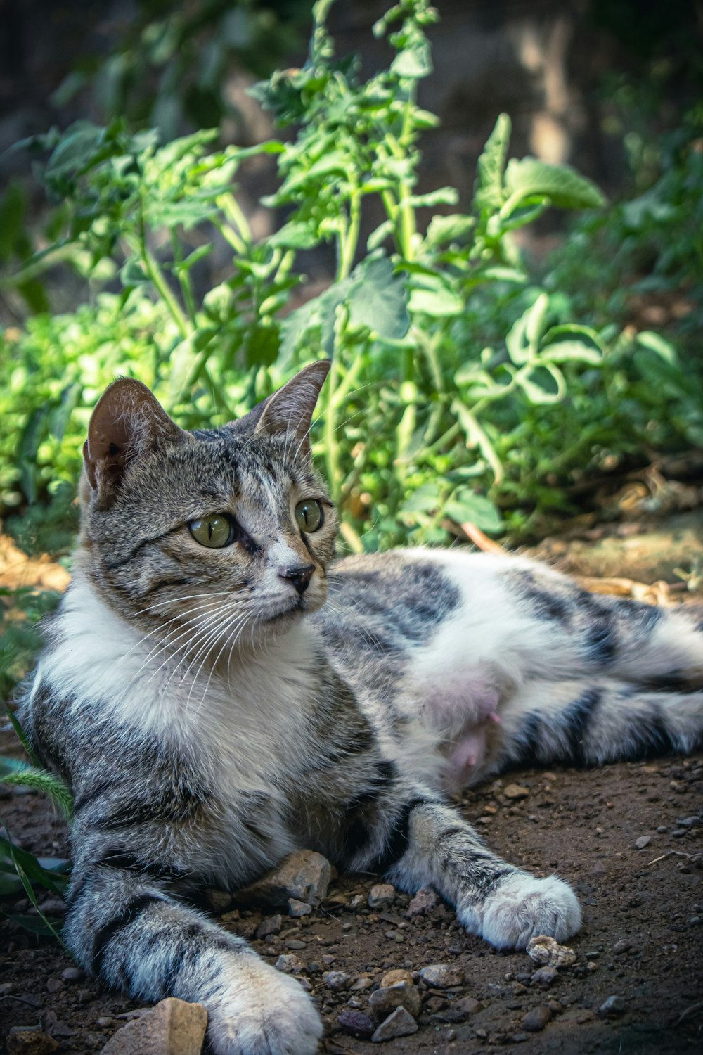 a cat lying on the ground