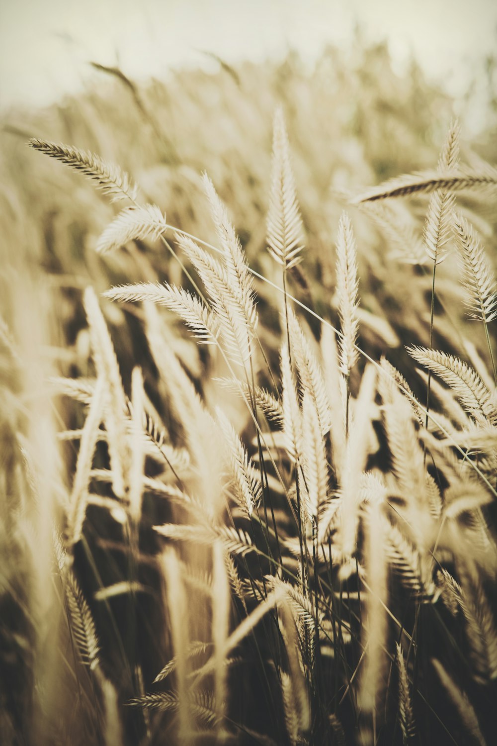 a field of wheat