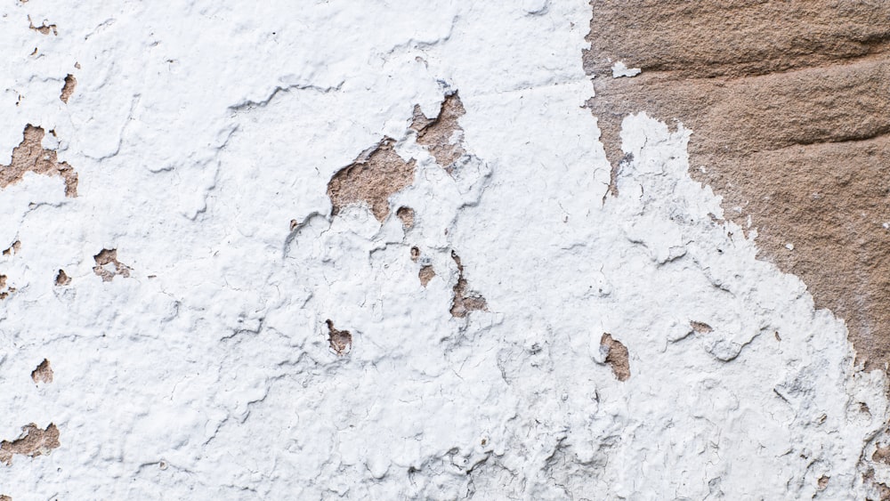 a group of brown and white animals in a snowy area