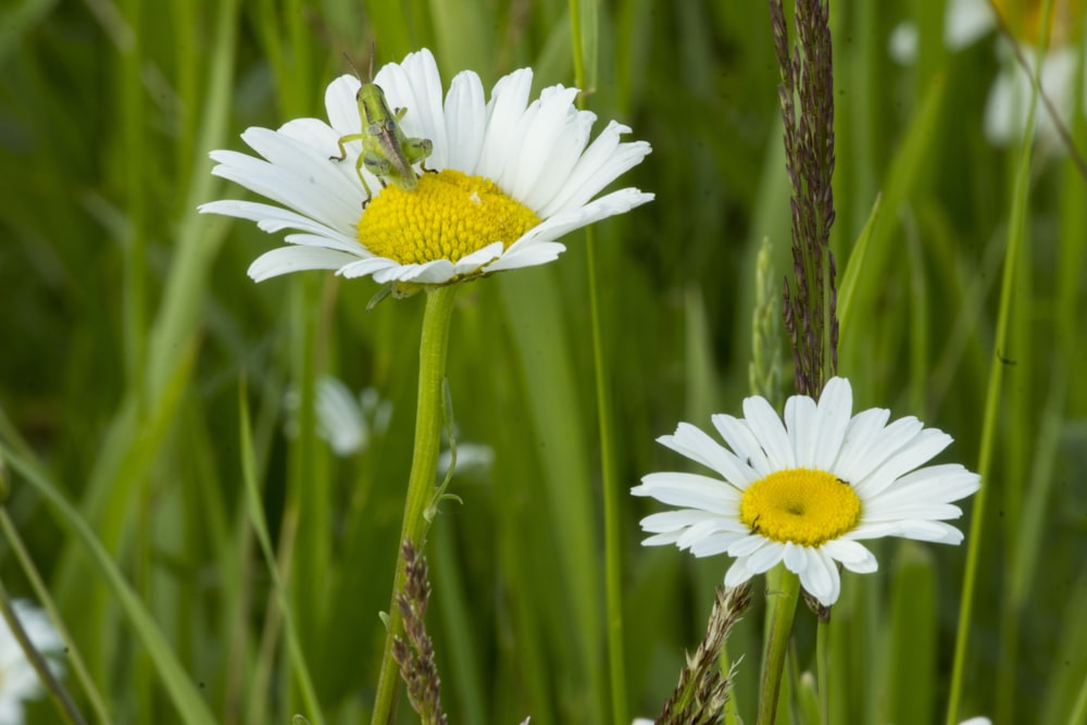 a couple white flowers