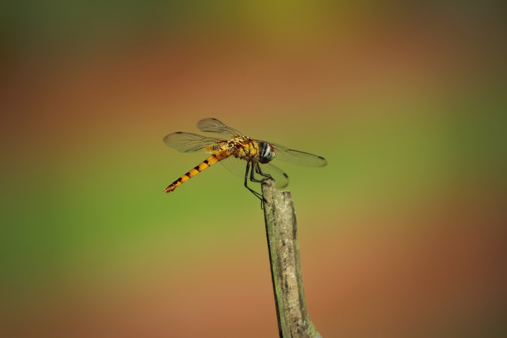 a dragonfly on a stick