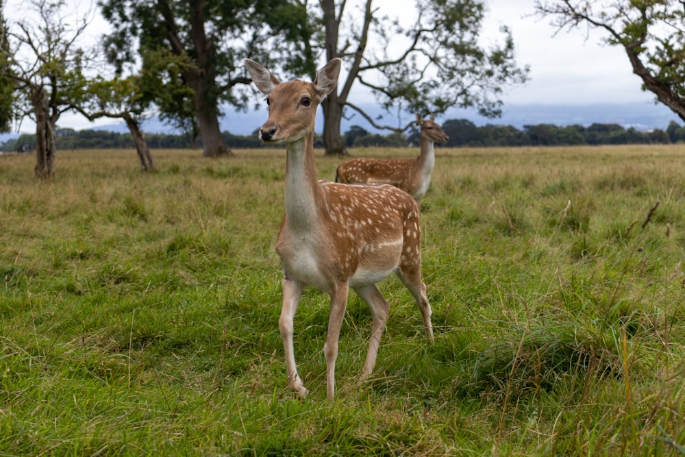 a deer in a grassy field