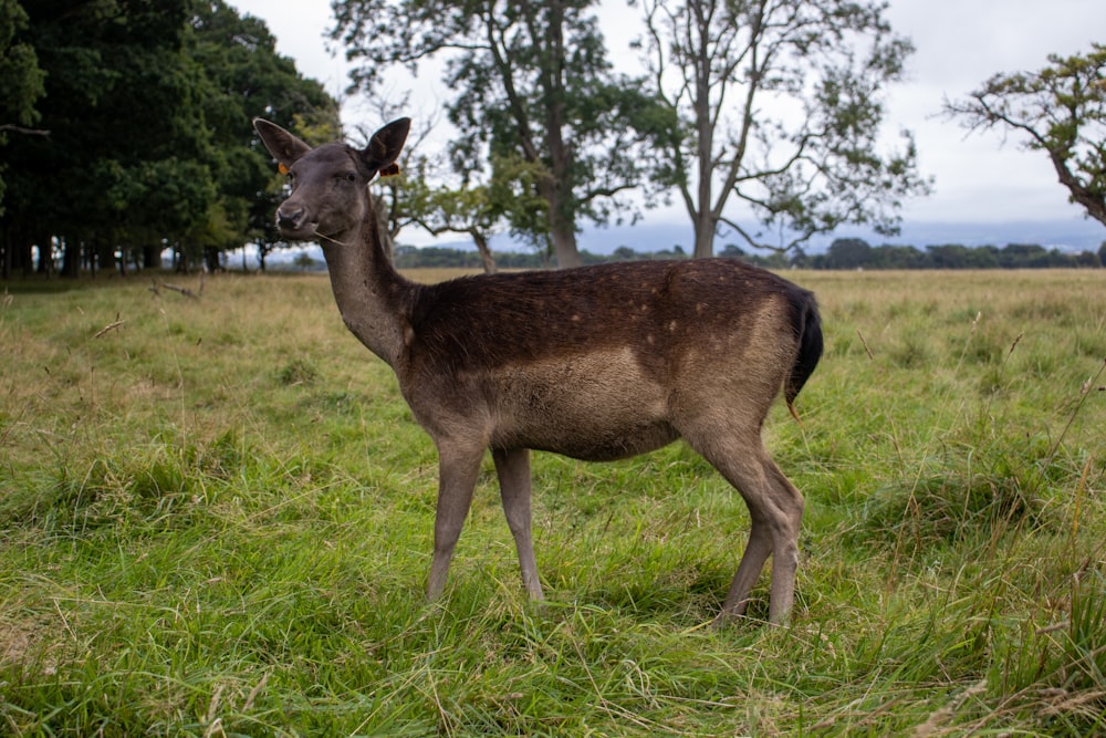 a deer standing in a grassy field