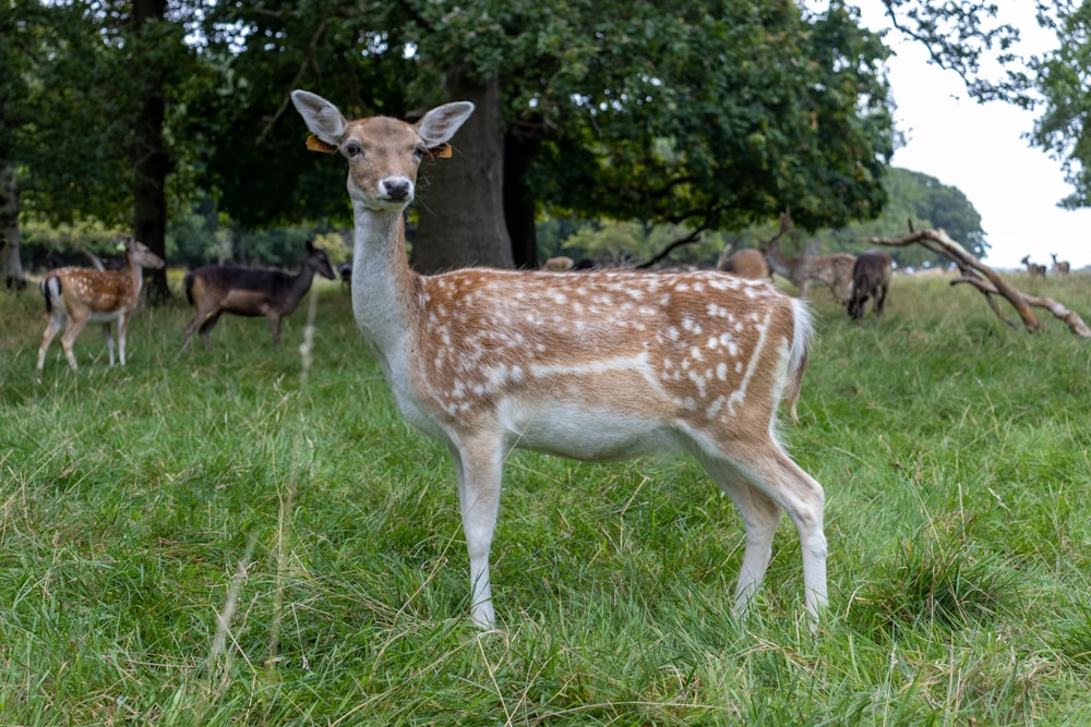 a deer in a grassy field