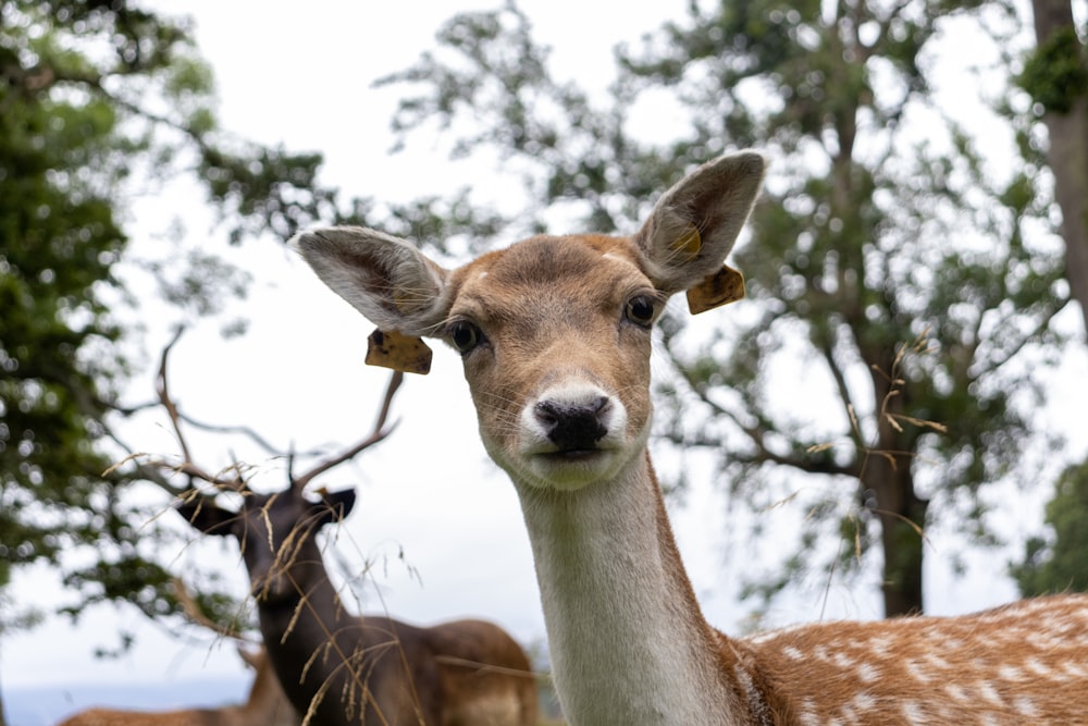 a deer with a tag on its ear