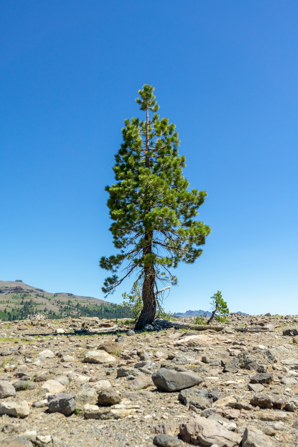 a tree in a rocky area