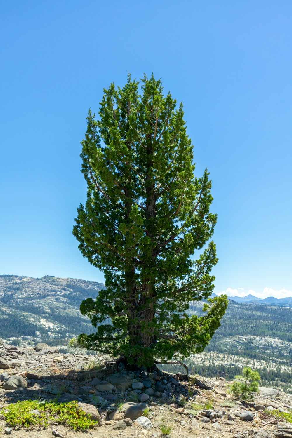 a tree in a rocky area