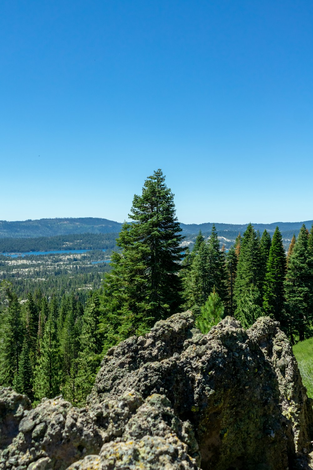 a rocky area with trees in the background