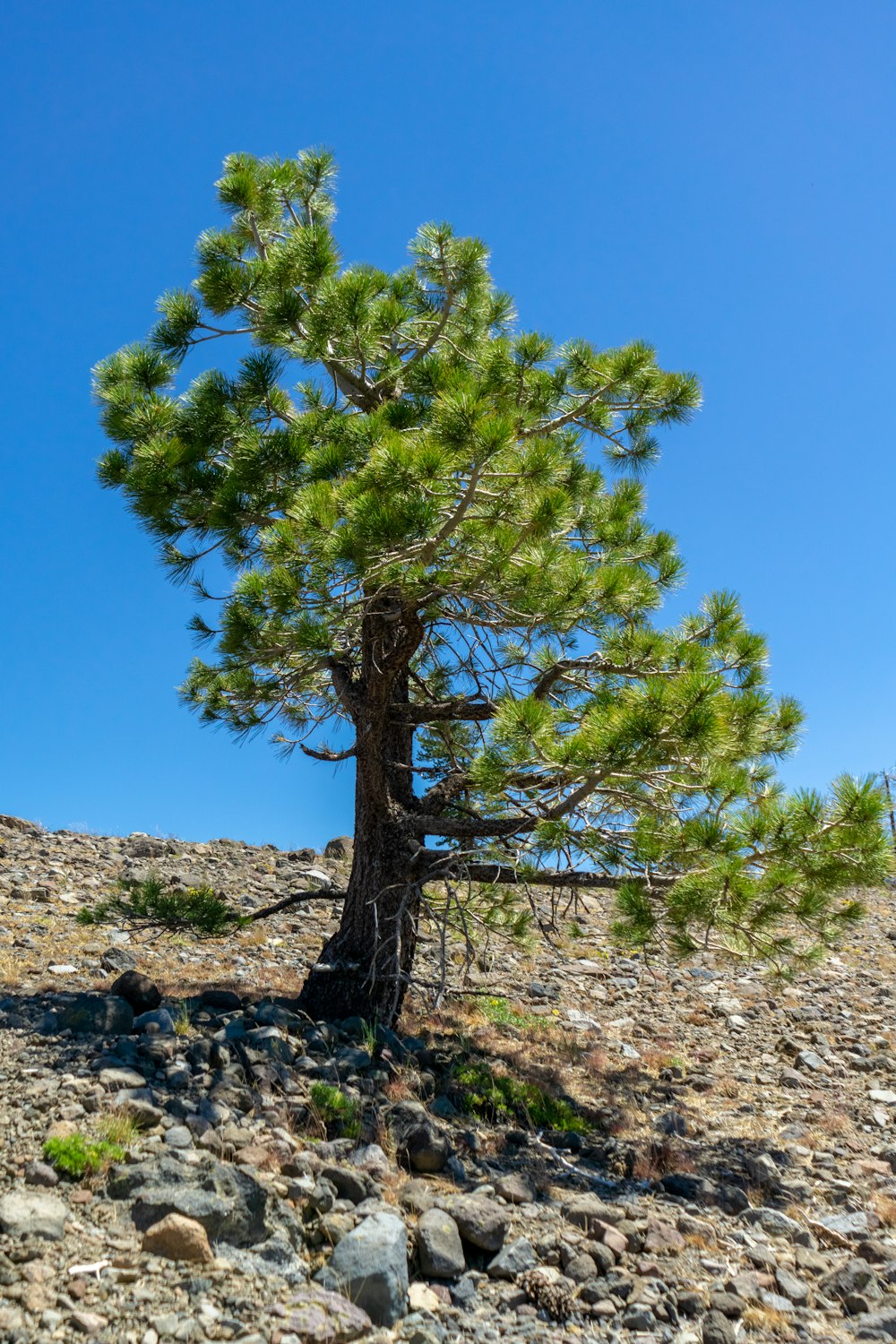 a tree in a rocky area