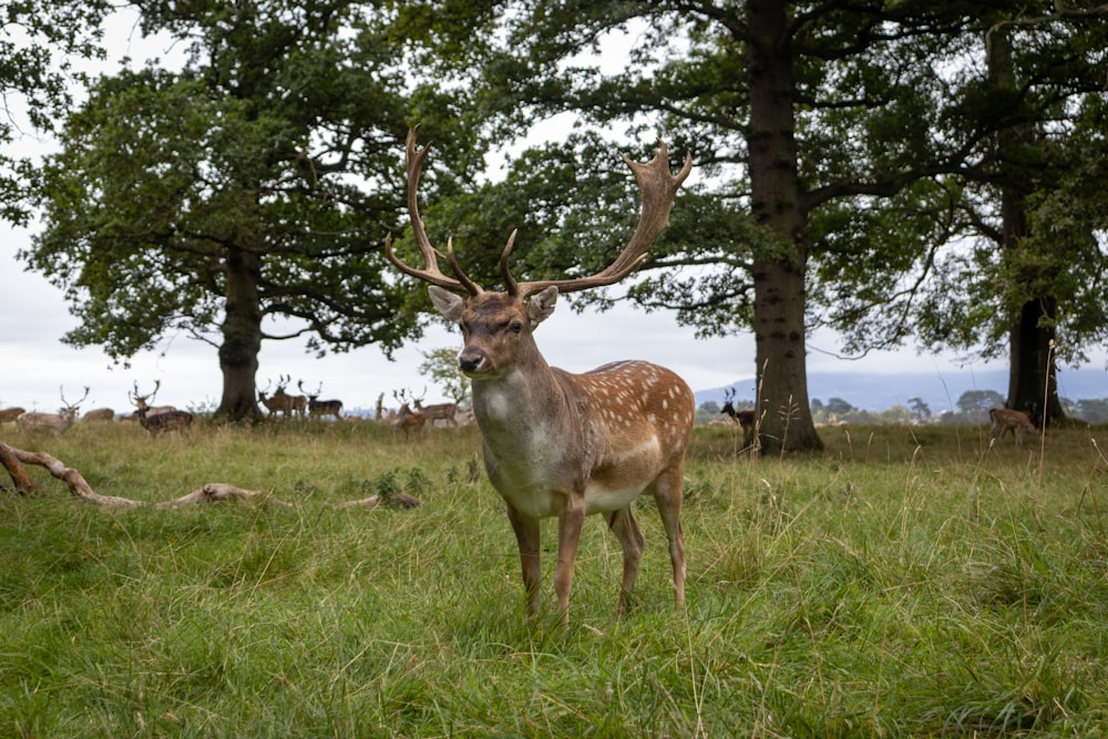 a deer with antlers in a grassy field