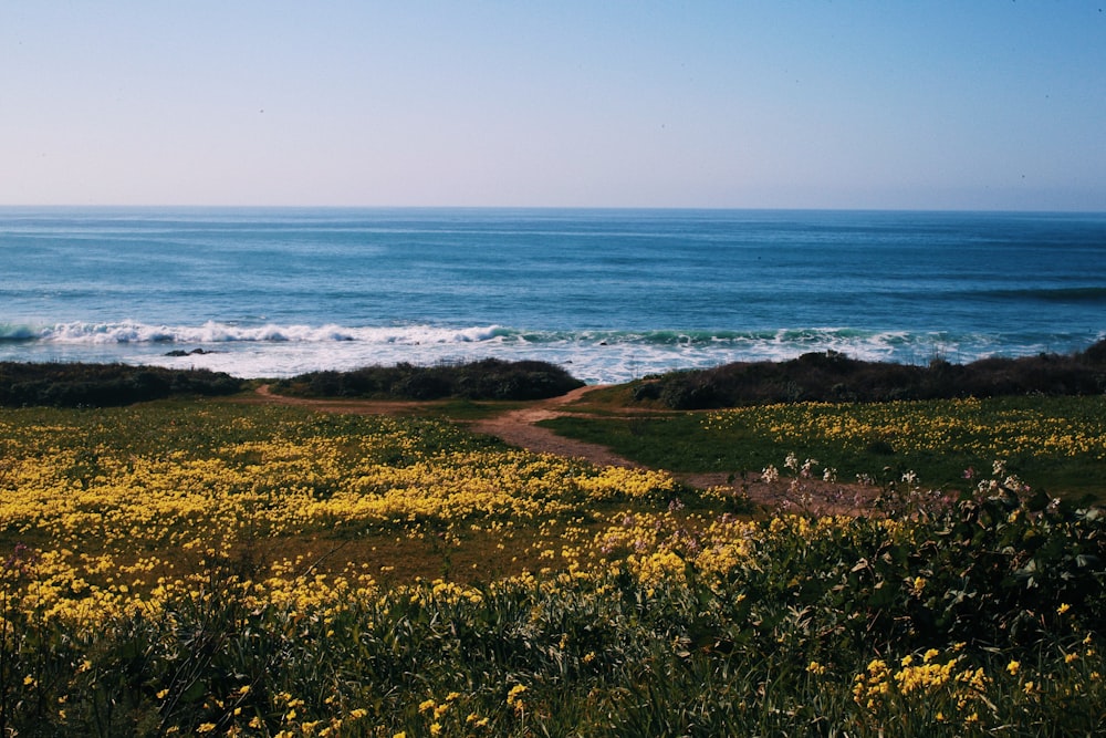 a path leading to a beach