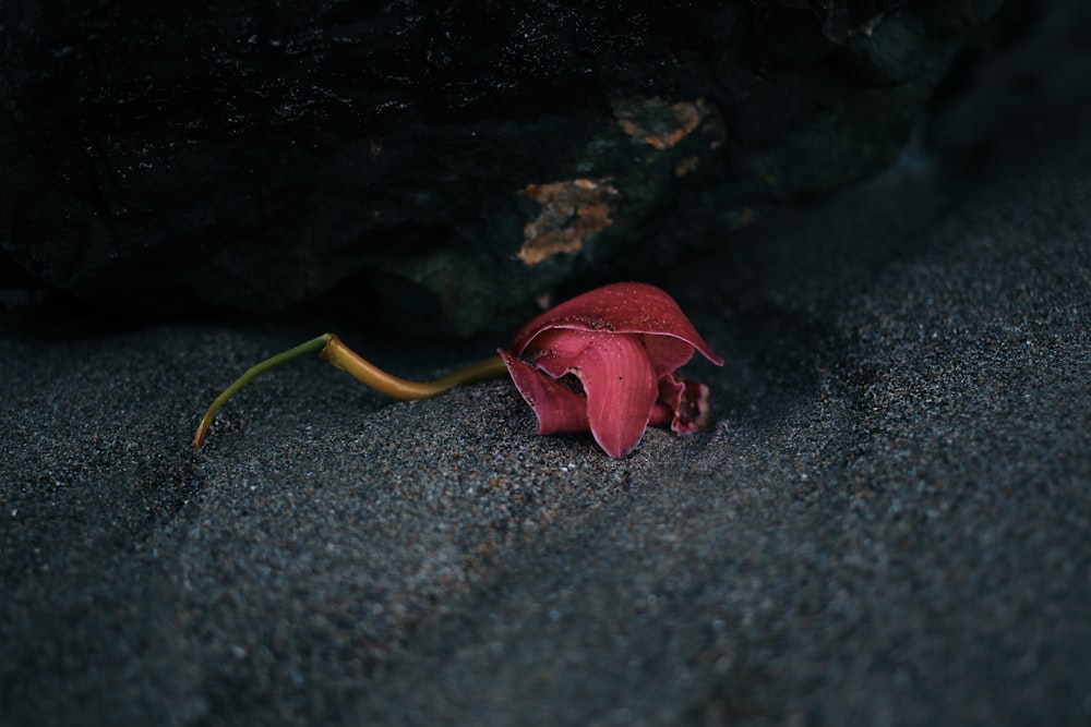 a red and yellow toy on a rock