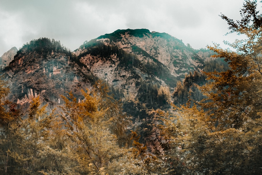 a mountain with trees on it