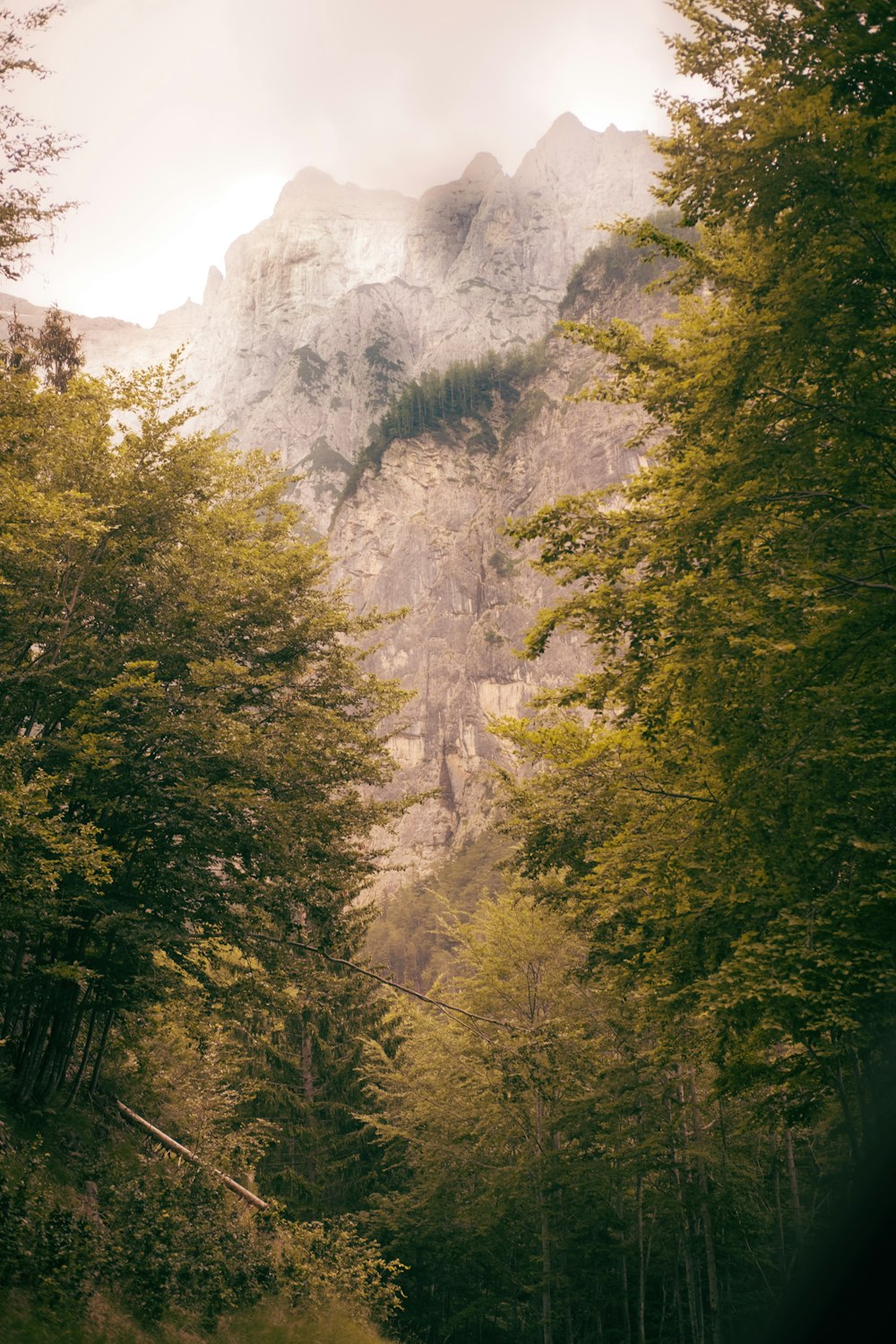 a rocky cliff with trees on the side