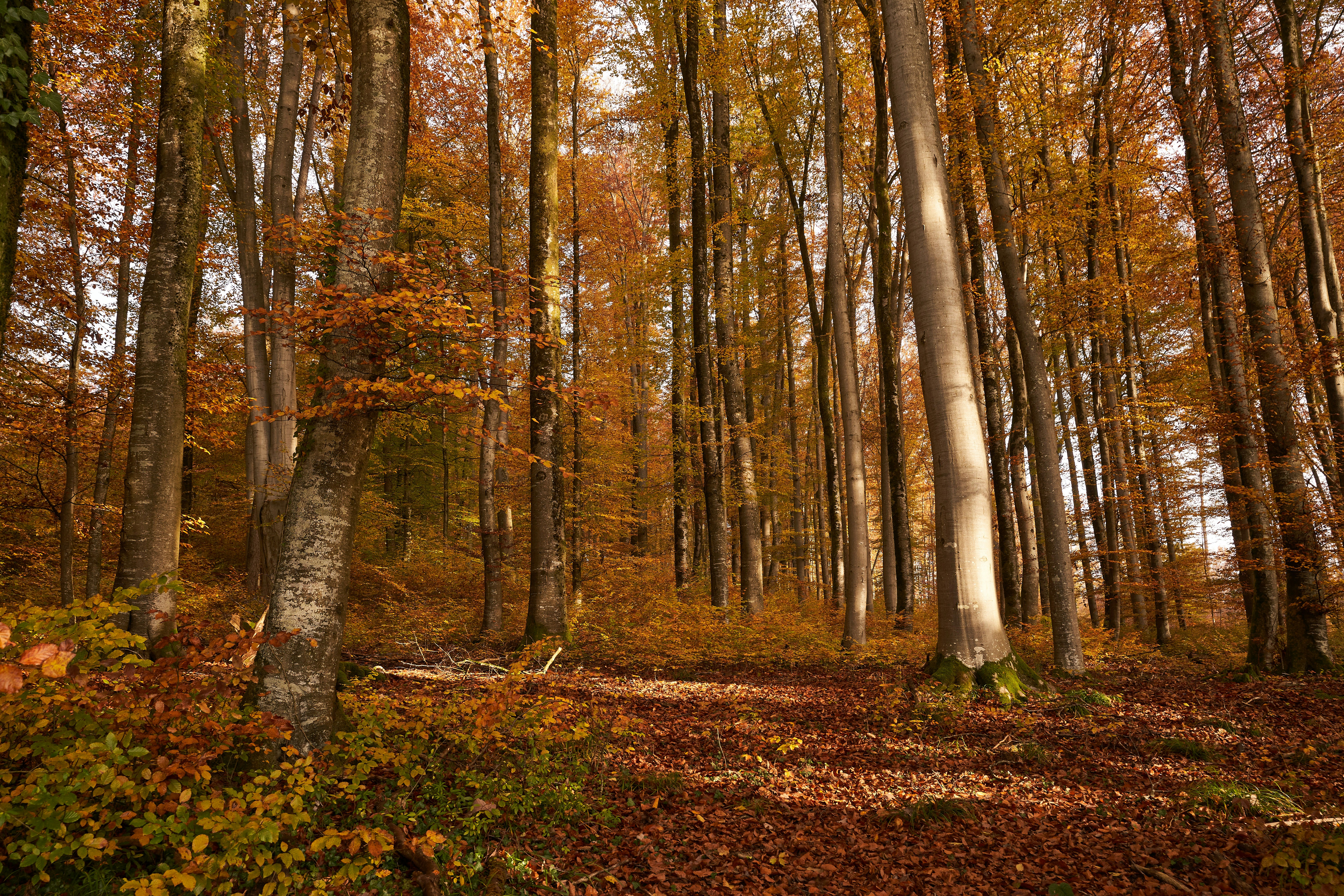 Photo by wolfgang_hasselmann