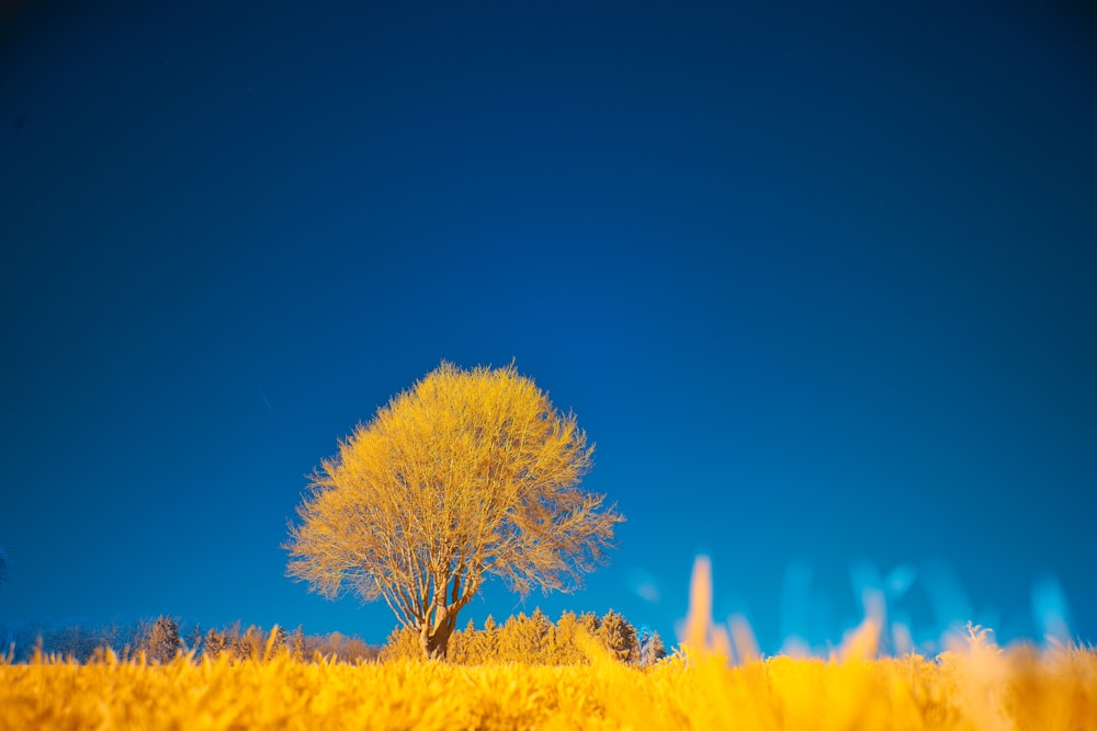 a tree in a field