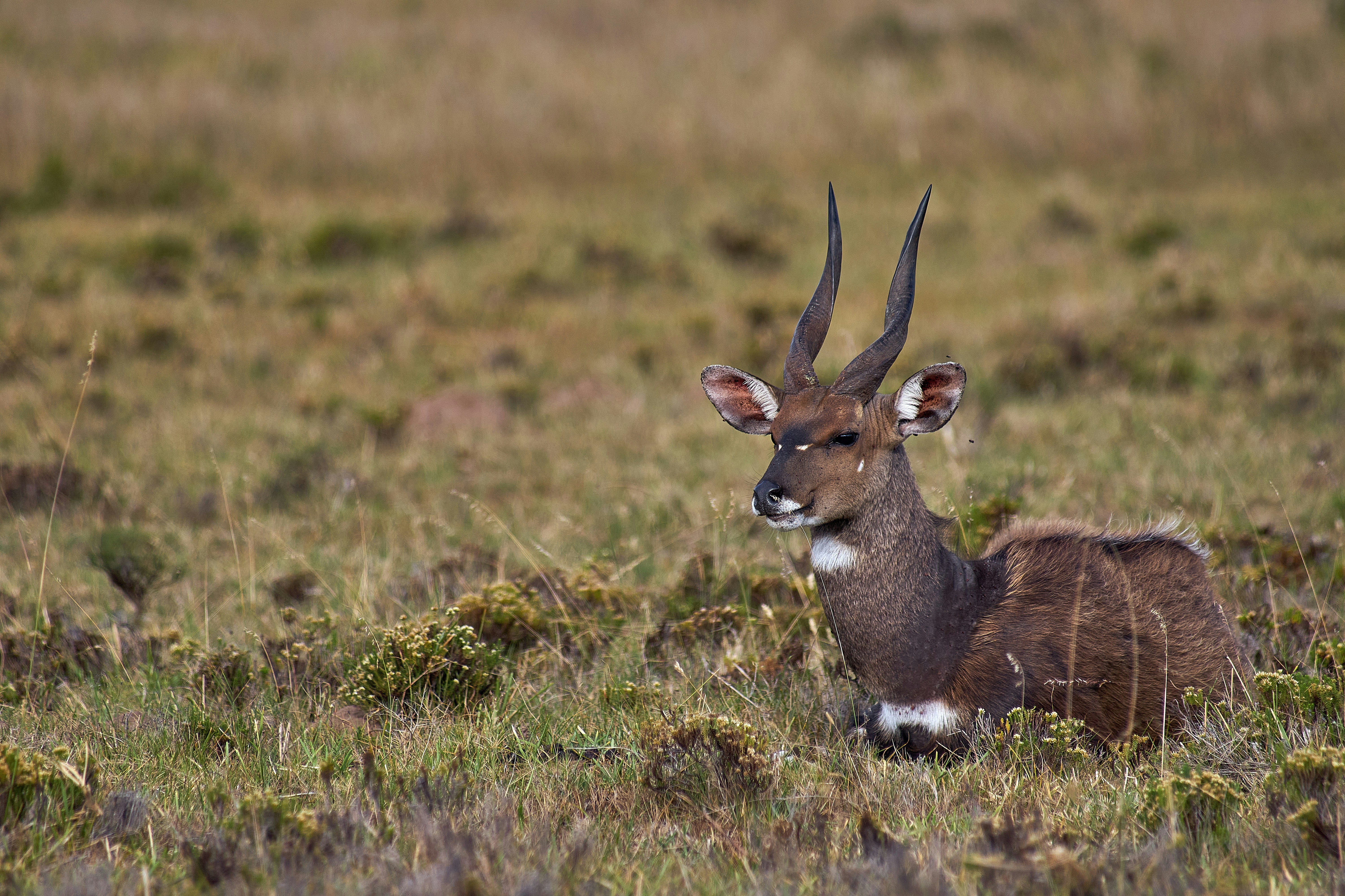 Photo by wolfgang_hasselmann