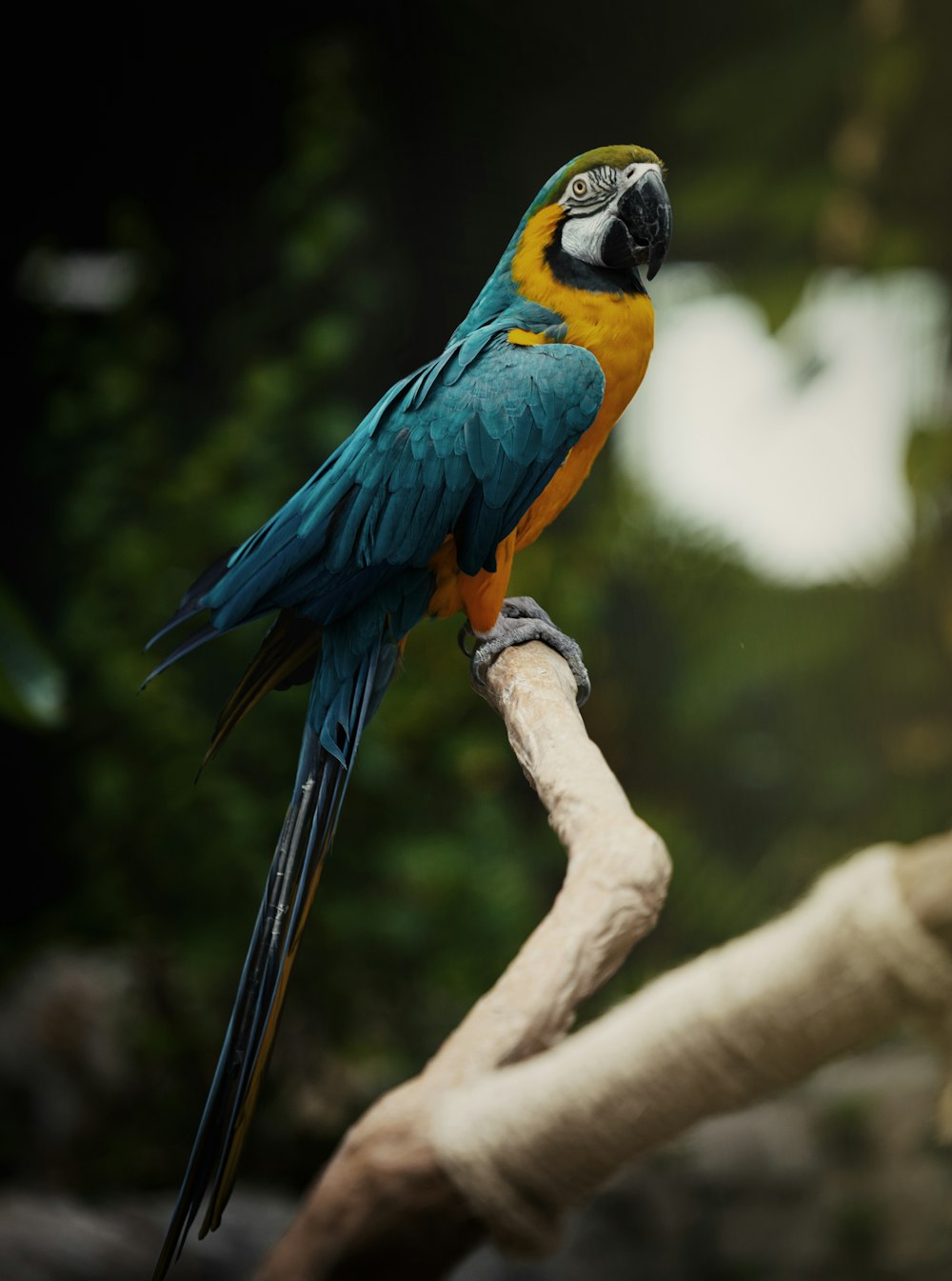 a parrot sitting on a branch