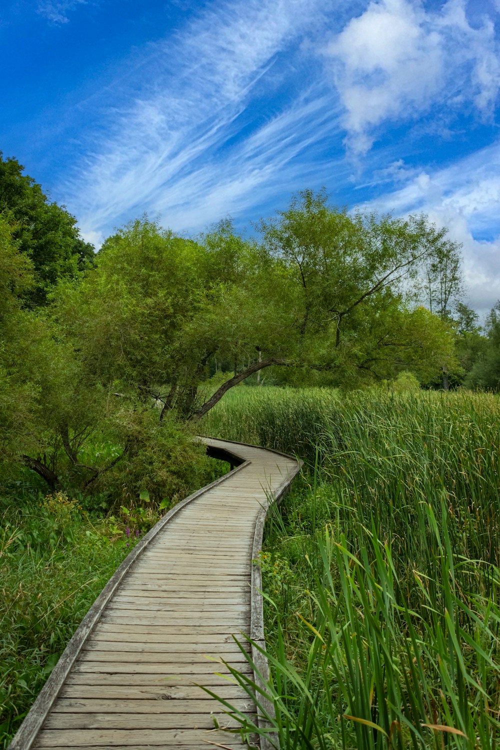 a wooden walkway through a grassy area