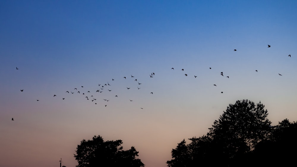 a flock of birds flying in the sky