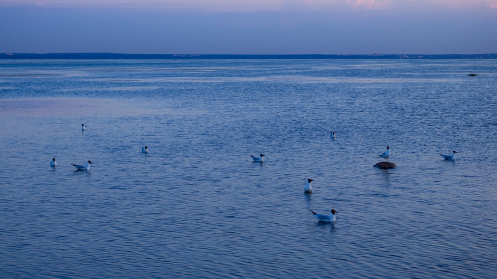 a group of birds swimming in the water