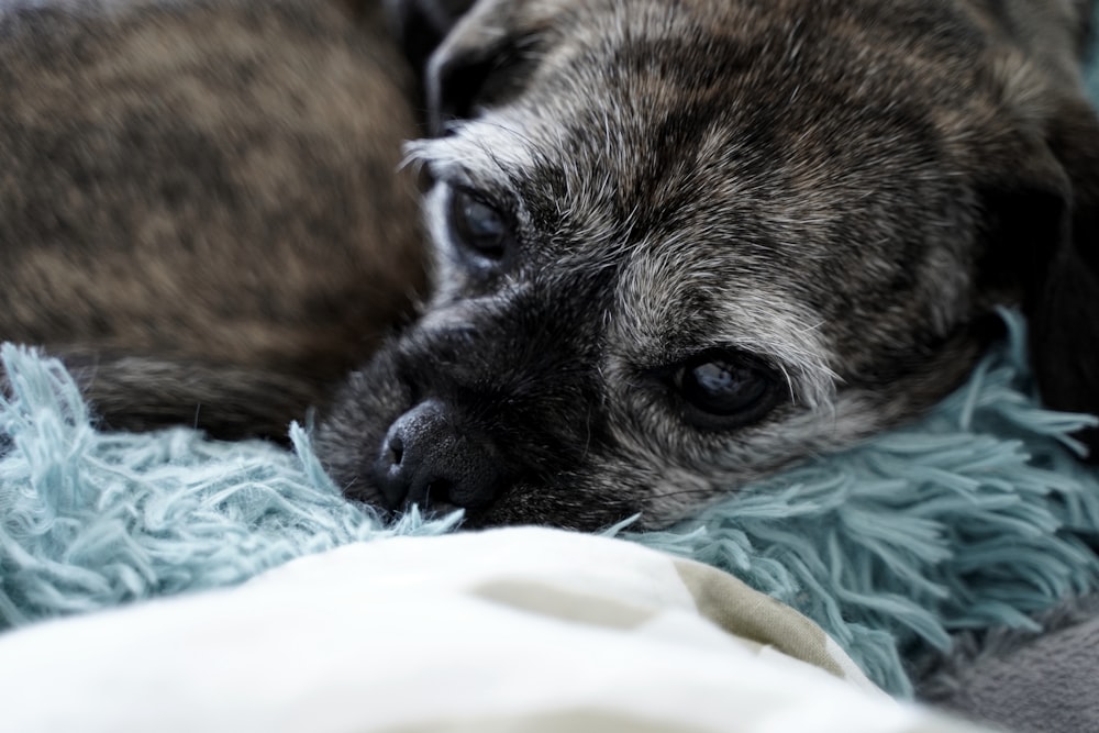 a dog lying on a blanket