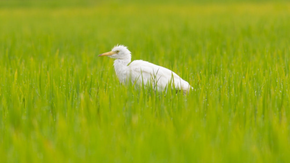 a bird in a field