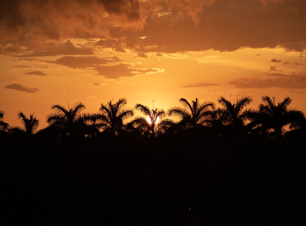 silhouettes of trees against a sunset